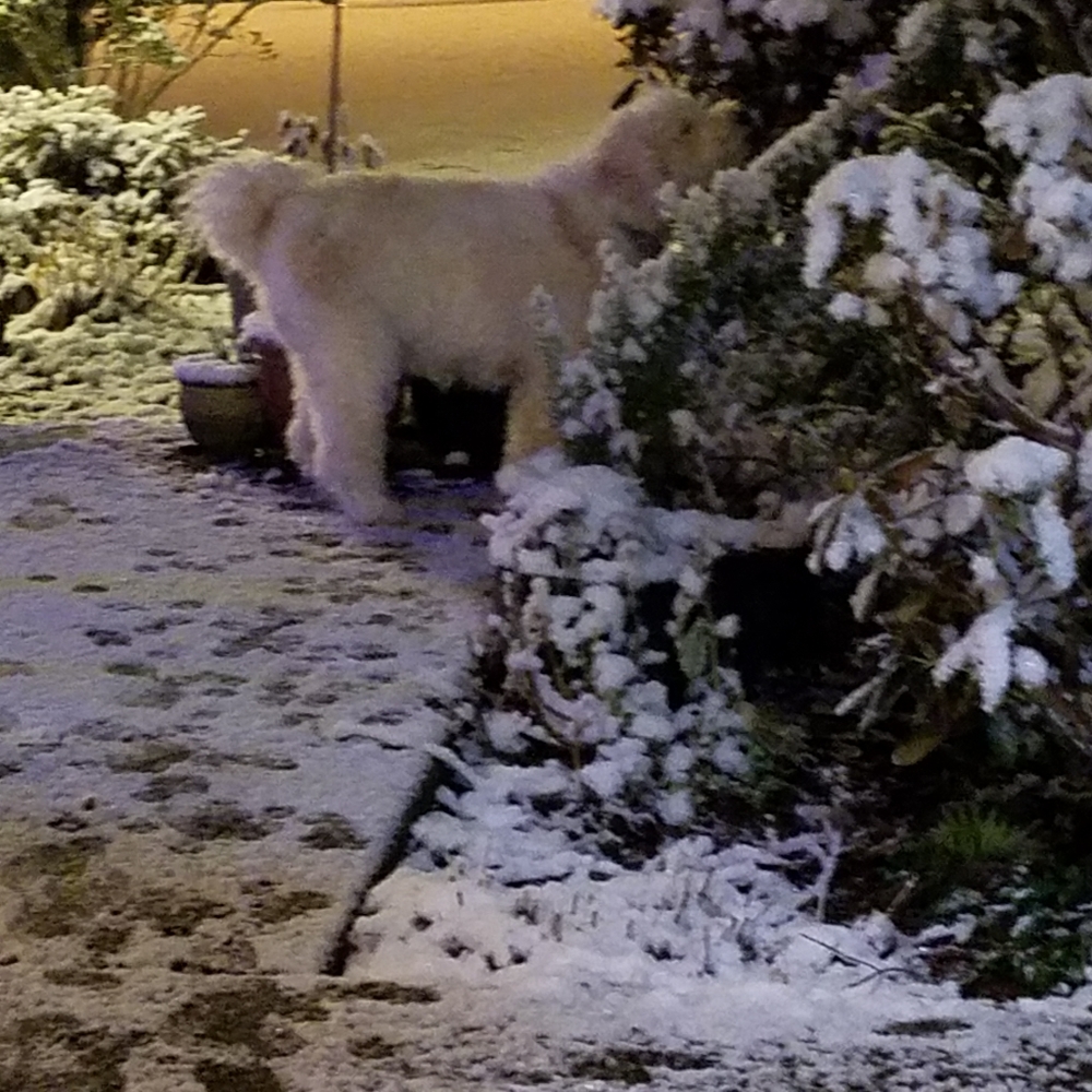 Chancey's 12/18/24 Surgery To Remove Masses From His Back & Paw Was Successful